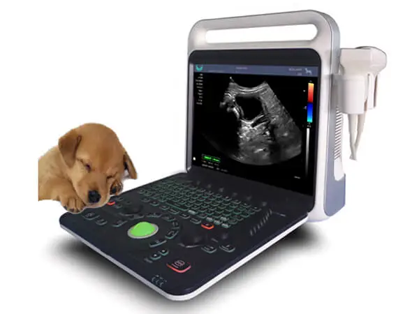 animal veterinary supplies