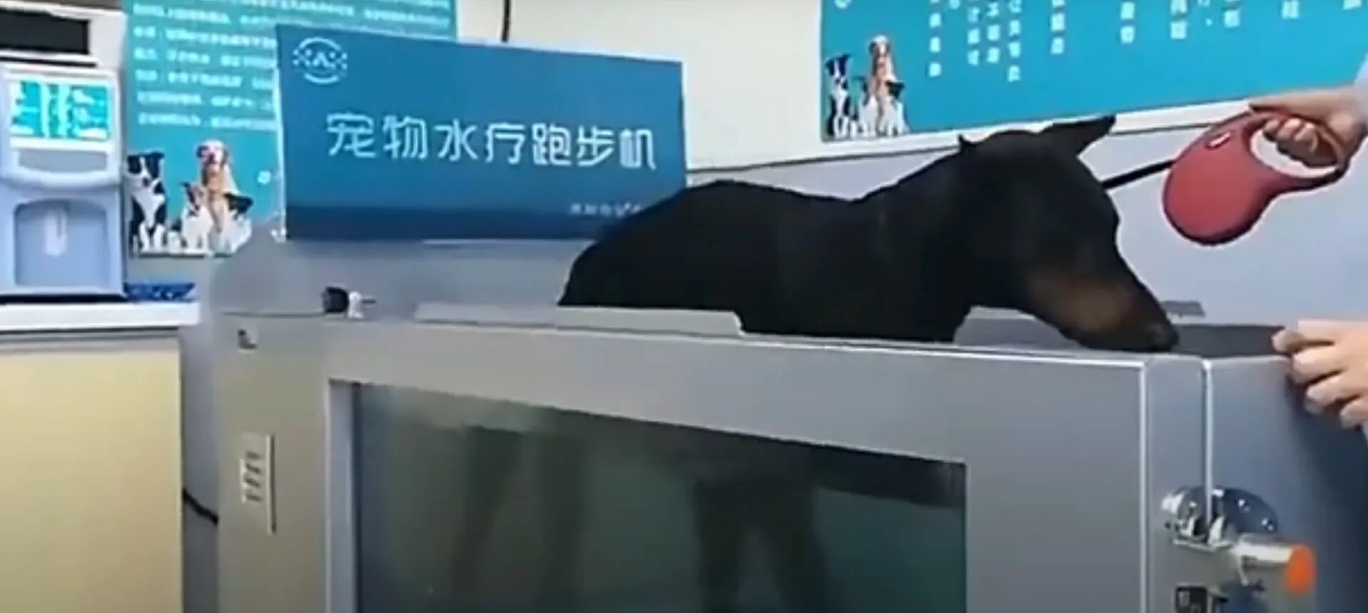 Dog Water Treadmill for Sale Display Video