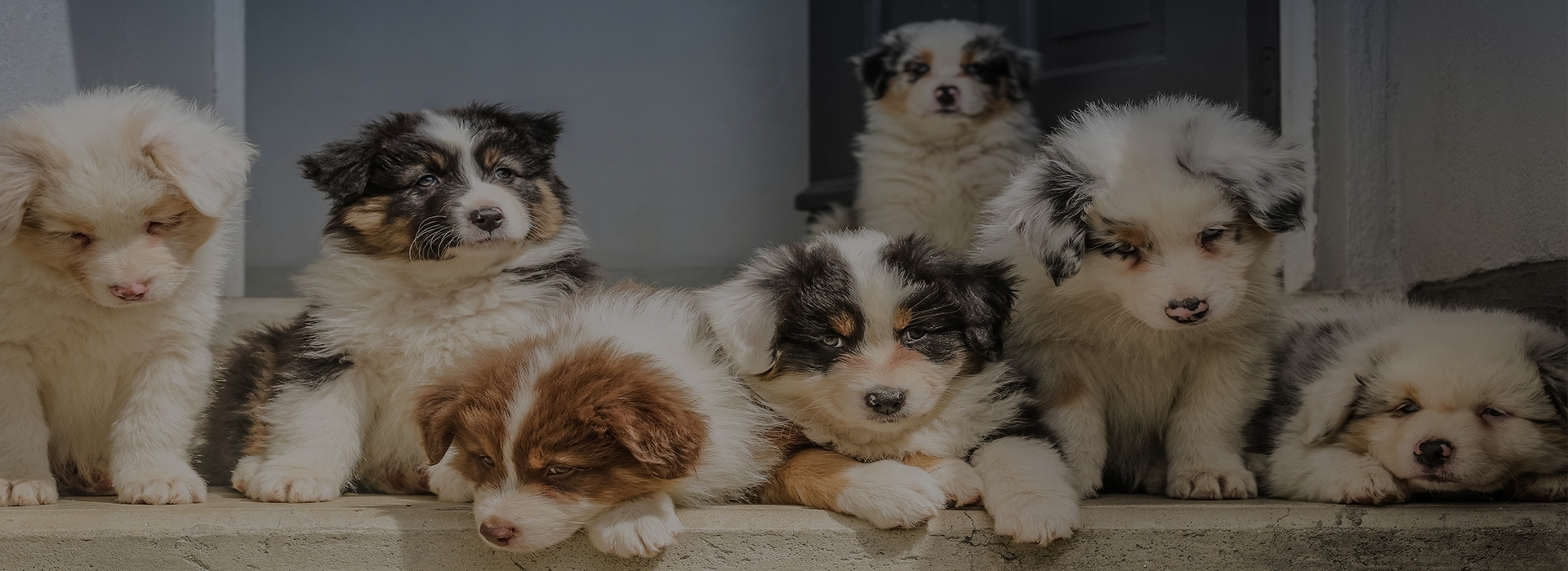 Bulk best sale pet supplies