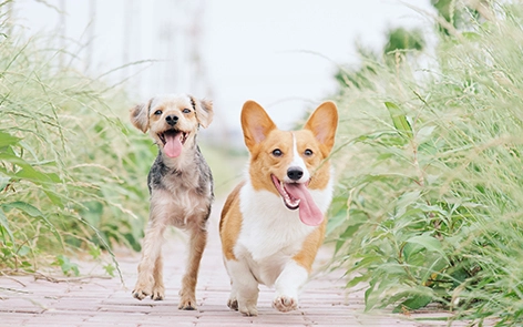 10 Questions to Ask Before Choosing a Dog Kennel