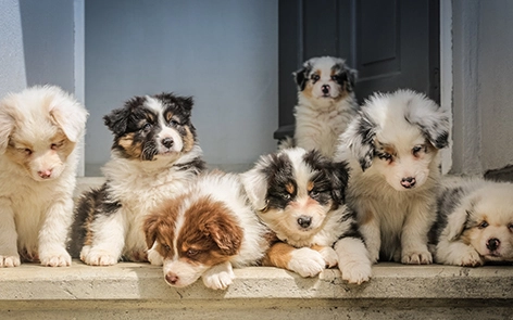Dog Kennel Size Guide: What Size Dog Kennel Do I Need?