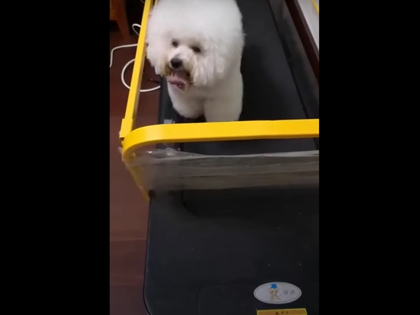 PJ-601 Dog Treadmill